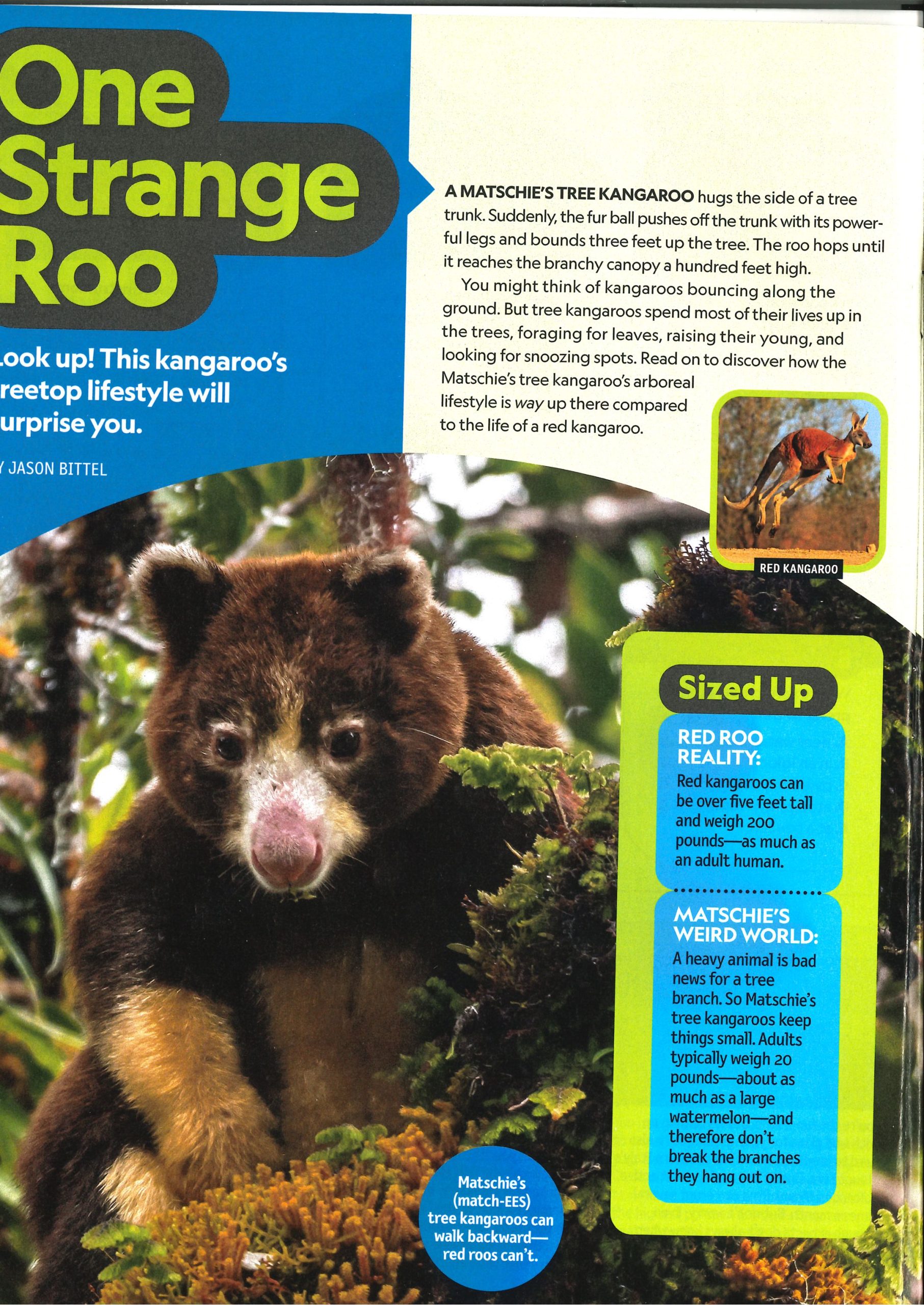 2026【 National Geographic Kids 】( Dec2025-Jan2026 - June ) *Single Issue 单本 - Image 5
