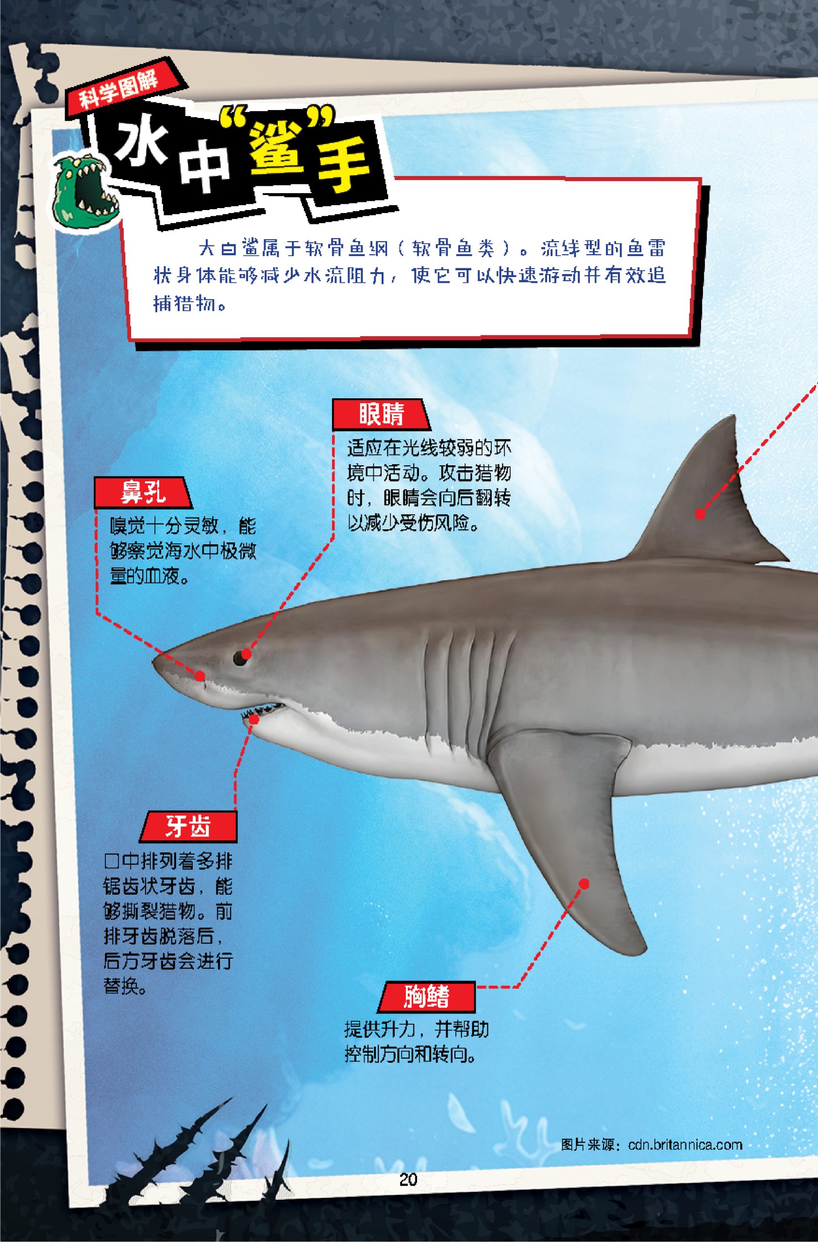 D’ZAYER 猛兽帝国 第7期:大开鲨戒(上篇) - Image 5