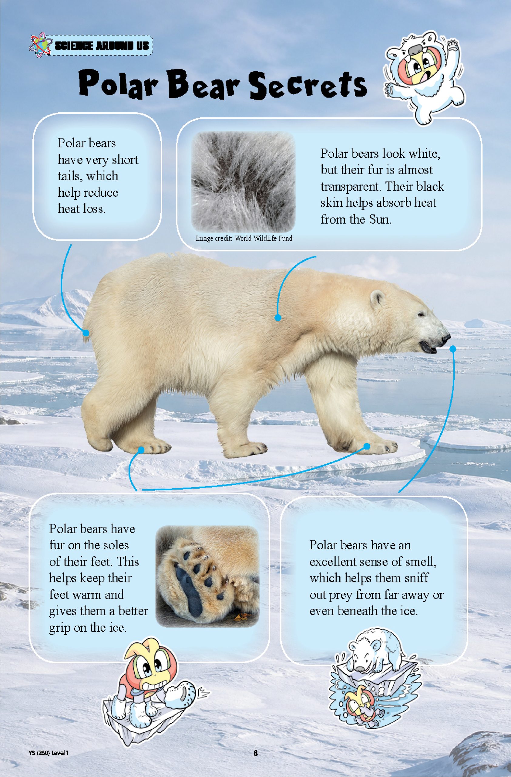 The Young Scientists 2026 Level 1- 260 The Great Polar Bear Rescue Mission - Image 5