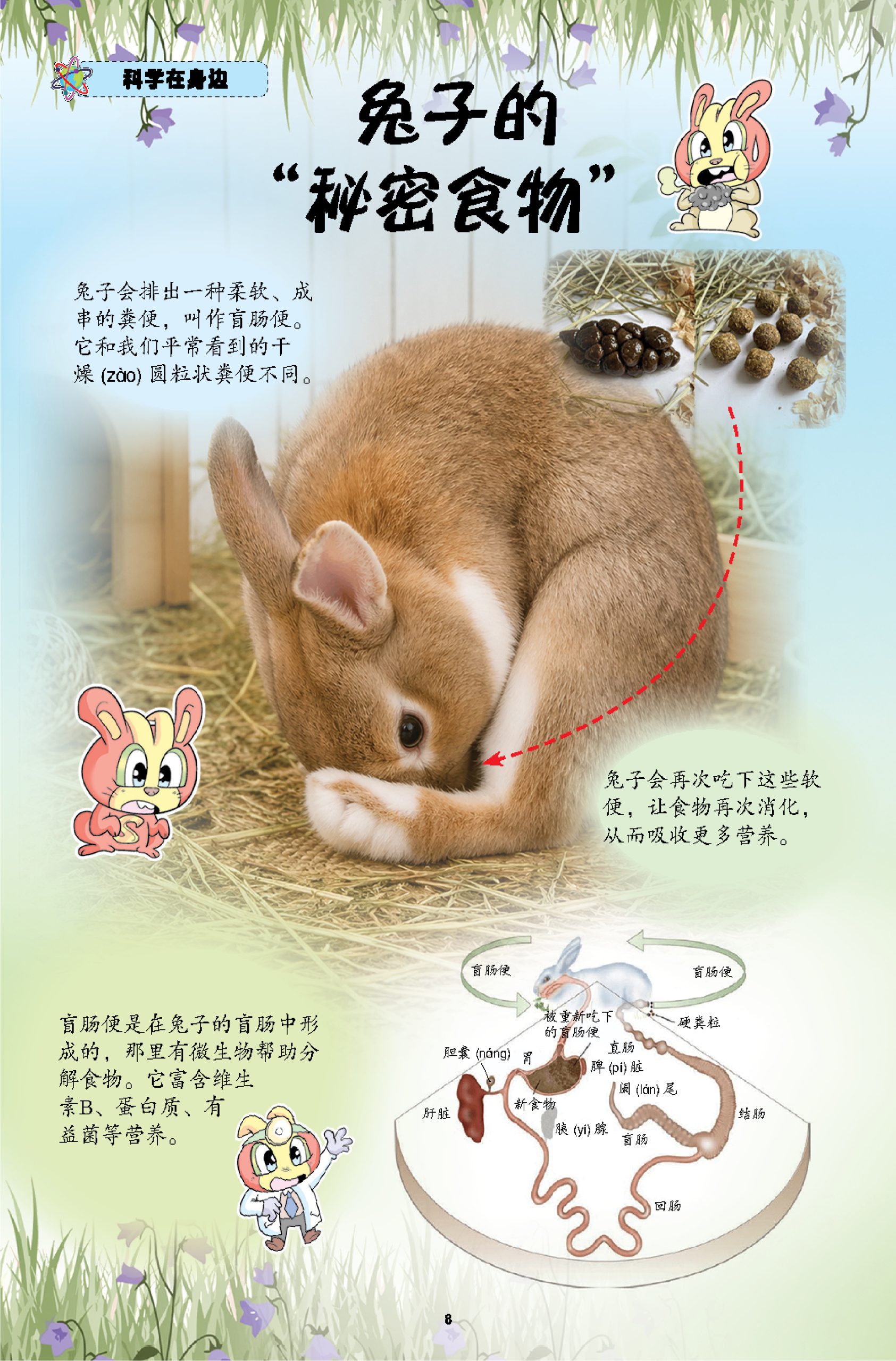 漫画科学系列 第47期:夜空中的小英雄:猫头鹰 - Image 5